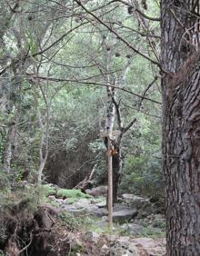 Imagen secundaria 2 - Restos de la ermita de los Monjes. Arroyo Guadalpín. La vegetación es espesa en sierra Blanca.