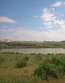 Imagen secundaria 2 - Buena parte del recorrido pasa por la antigua Cañada Real. En primavera, es posible ver relativamente cerca a estas coloridas aves. Laguna Dulce de Campillos.