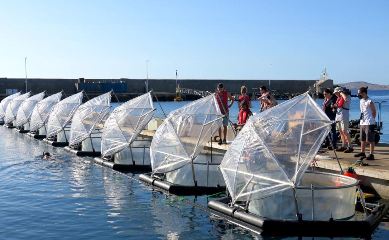 Estructuras denominadas mesocosmos, a modo de tubos de ensayo gigantes, instalados en Canarias. 