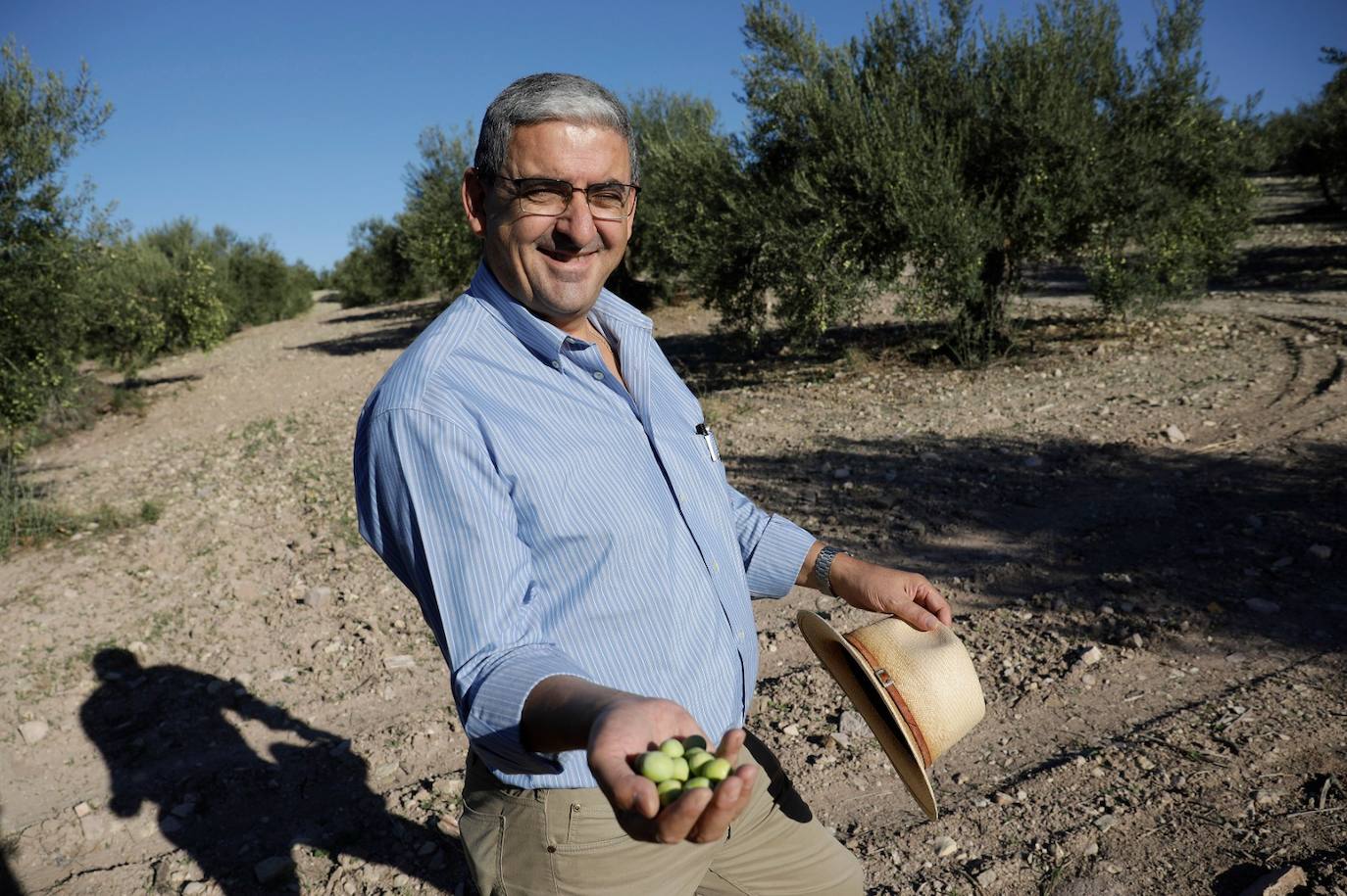 Campaña de recogida en los olivares de Málaga. 