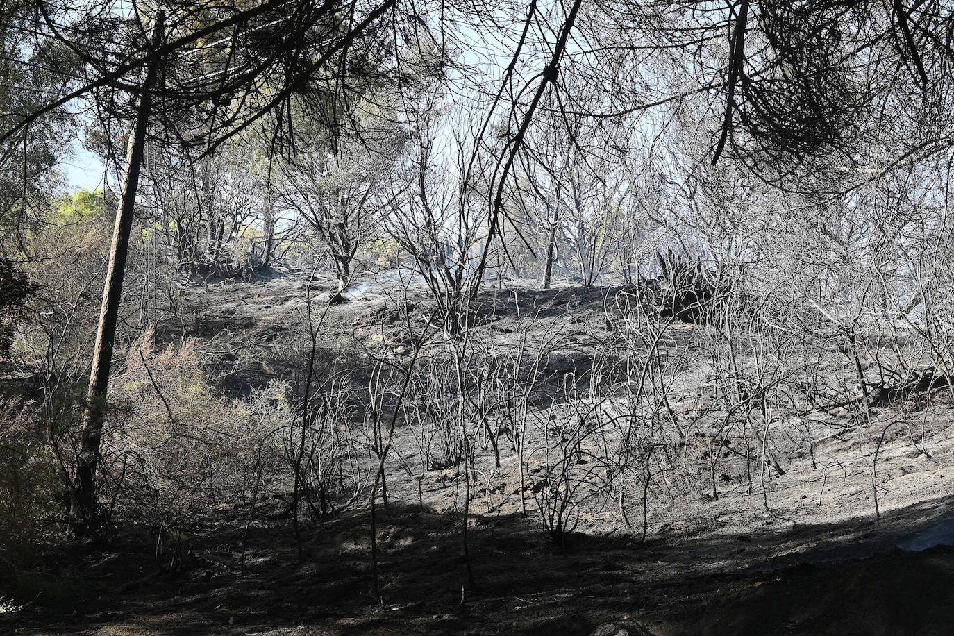 Incendio forestal en el paraje Sierra Blanca, en Ojén. 