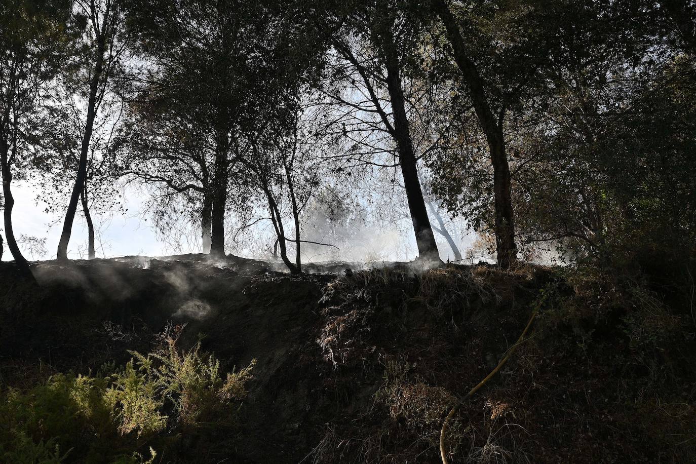 Incendio forestal en el paraje Sierra Blanca, en Ojén. 