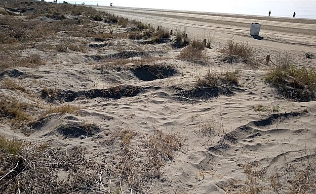 Aspecto que presenta la zona dunar de El Morche. 