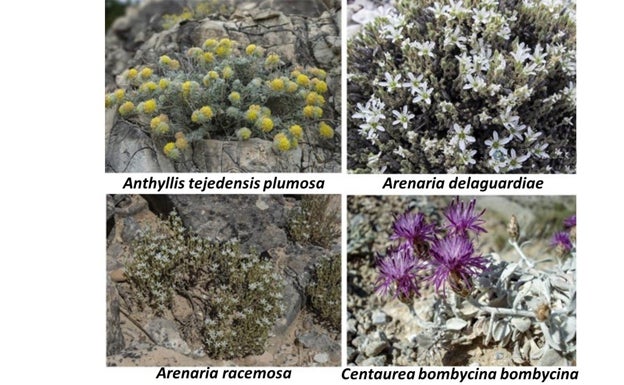 Imagen principal - Ejemplares de plantas endémicas y en peligro de extinción en la Axarquía. 