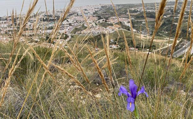 Un lirio en flor en el parque natural de la Sierra Almijara en Nerja esta pasada primavera. 