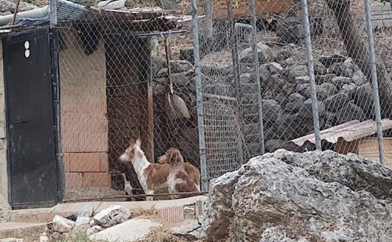 Un corral con perros 