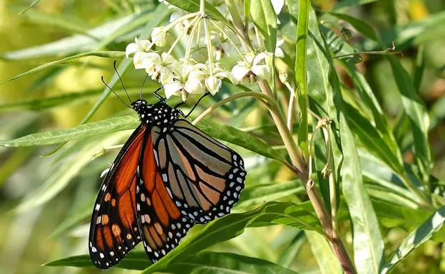 Danaus plexippus. 