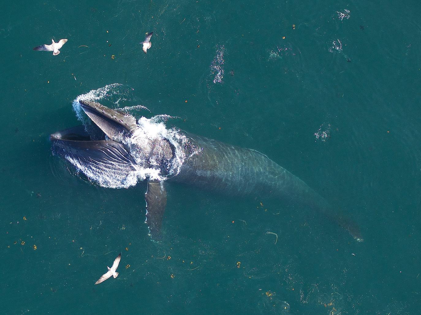 Una yubarta se alimenta en la costa de California.