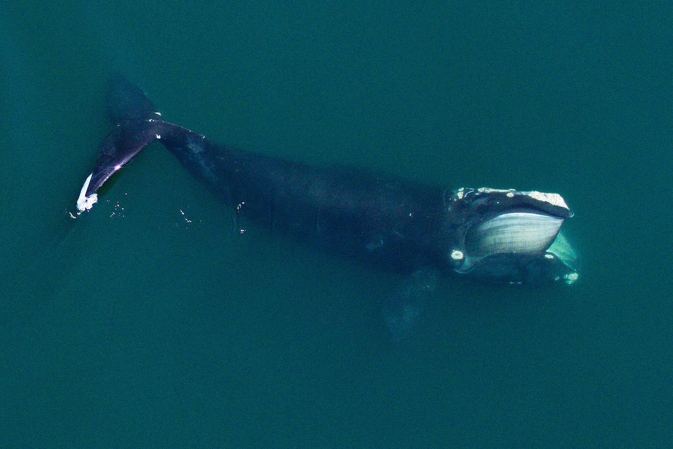 Una ballena franca del Atlántico norte, alimentándose en el golfo de México.
