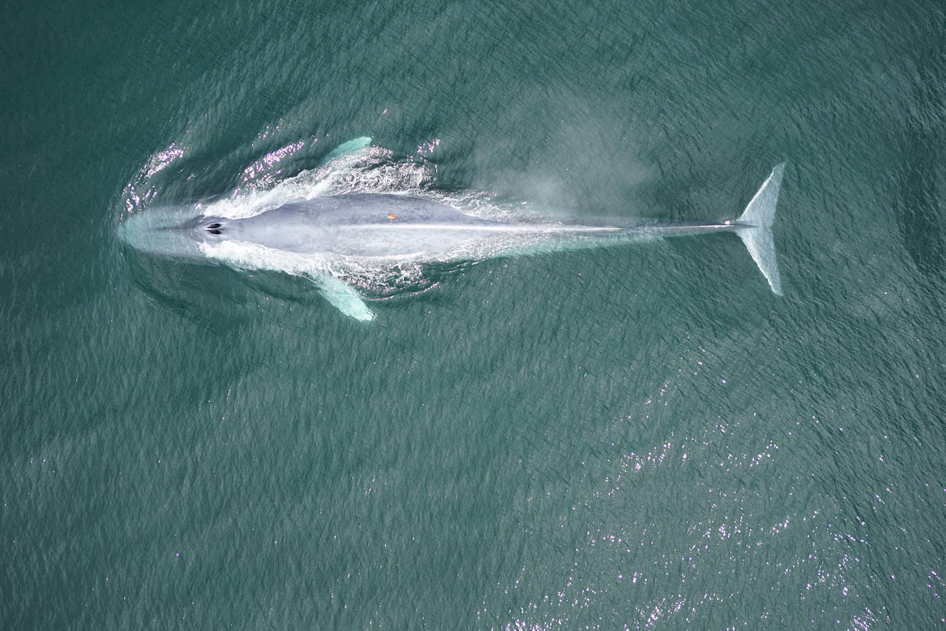 Una ballena azul con el dispositivo de seguimiento, en la costa de California.