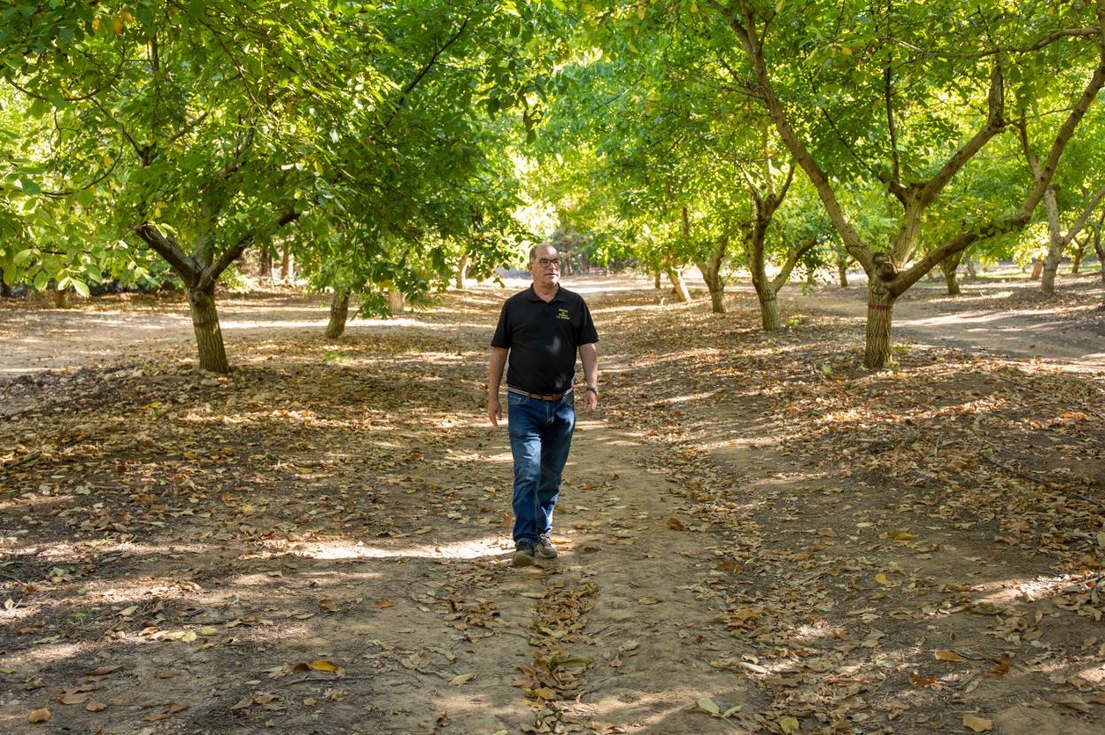 Álvaro Fernández pasea por el bosque que conforman hoy los primeros nogales que plantó su padre.