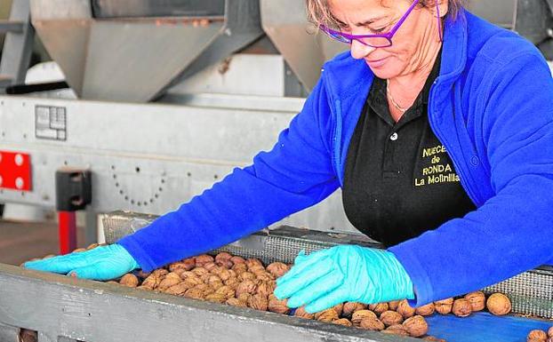 Imagen principal - Tras retirar la vegetación y lavar, las nueces se secan, se seleccionan, se clasifican por calibres y pasan al envasado. El secado al sol es una de las características distintivas de la nuez de Ronda. Actualmente la marca comercial de la finca La Molinilla es Nueces de Ronda. 