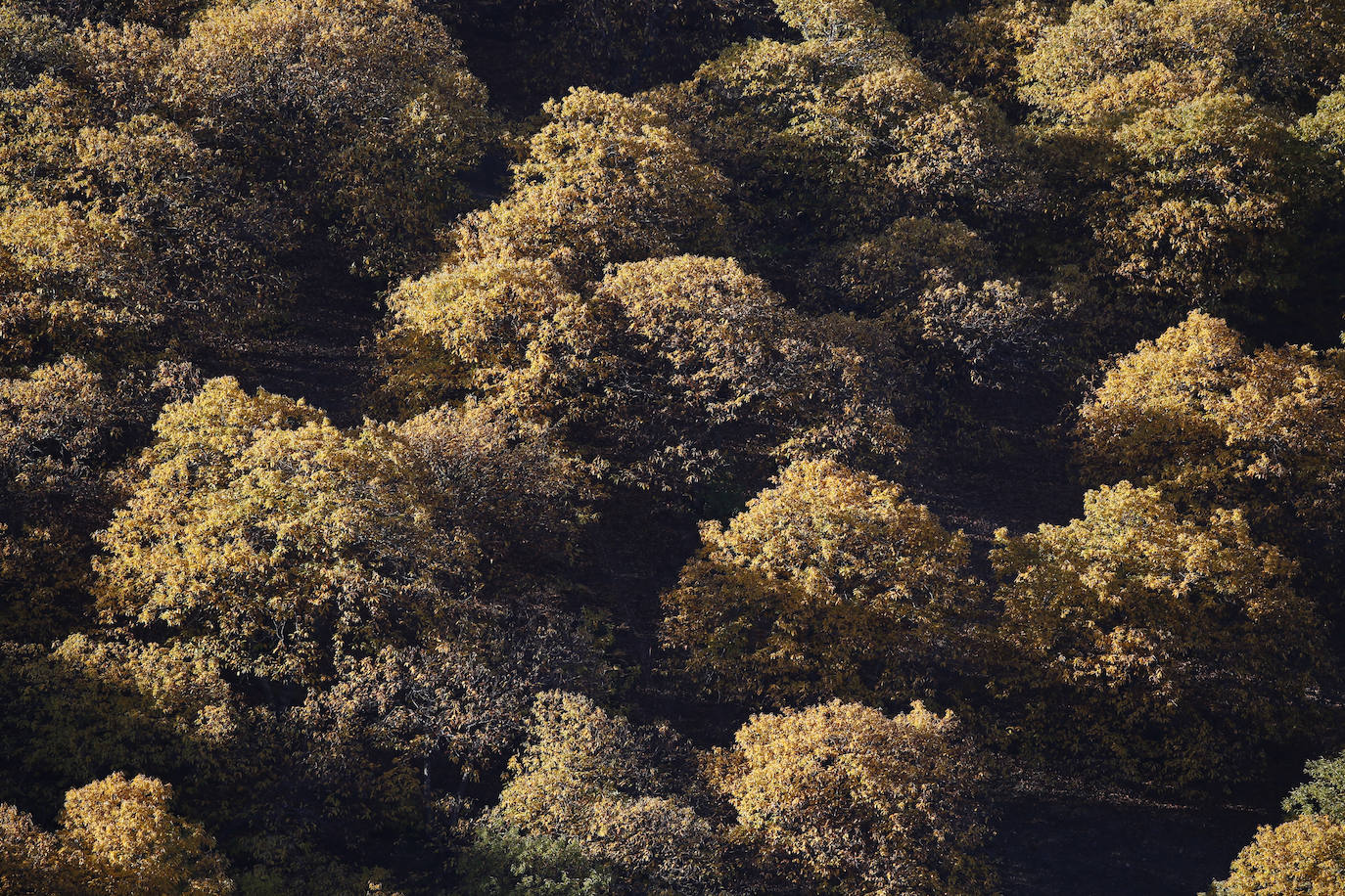 Los bellos colores del otoño en el Valle del Genal. 