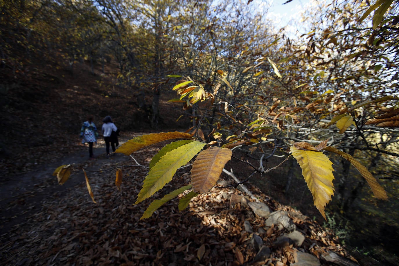 Los bellos colores del otoño en el Valle del Genal. 