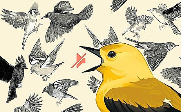 Los trinos van a menos, ¿cómo repercute el canto de los pájaros en la salud?