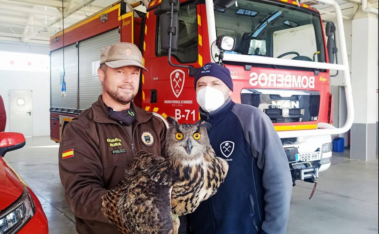 Rescatan en Colmenar a un búho real herido en un ala