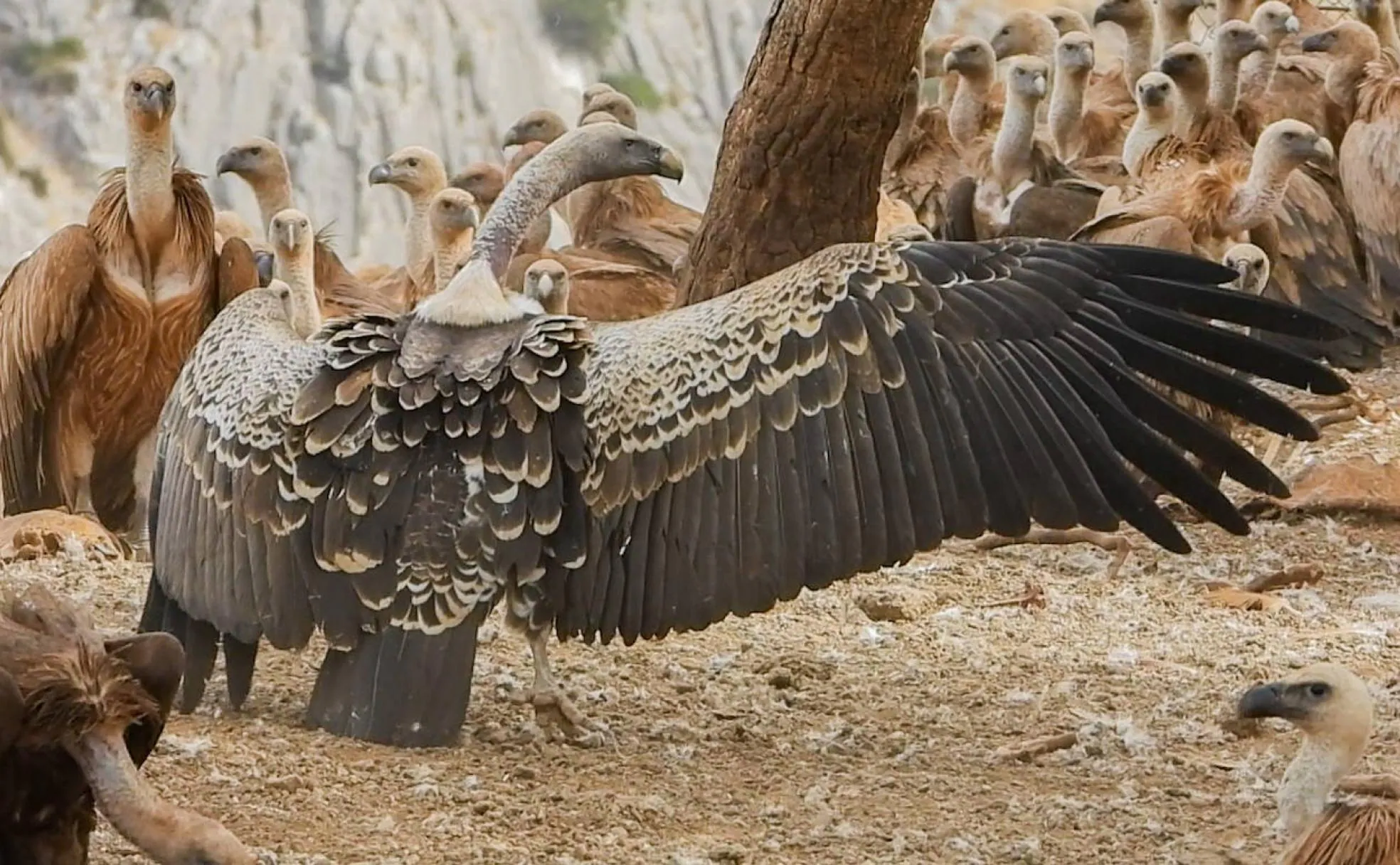 Juanita, una hembra de buitre moteado, con las alas desplegadas, rodeada de buitres leonados, con los que convive en El Chorro. 