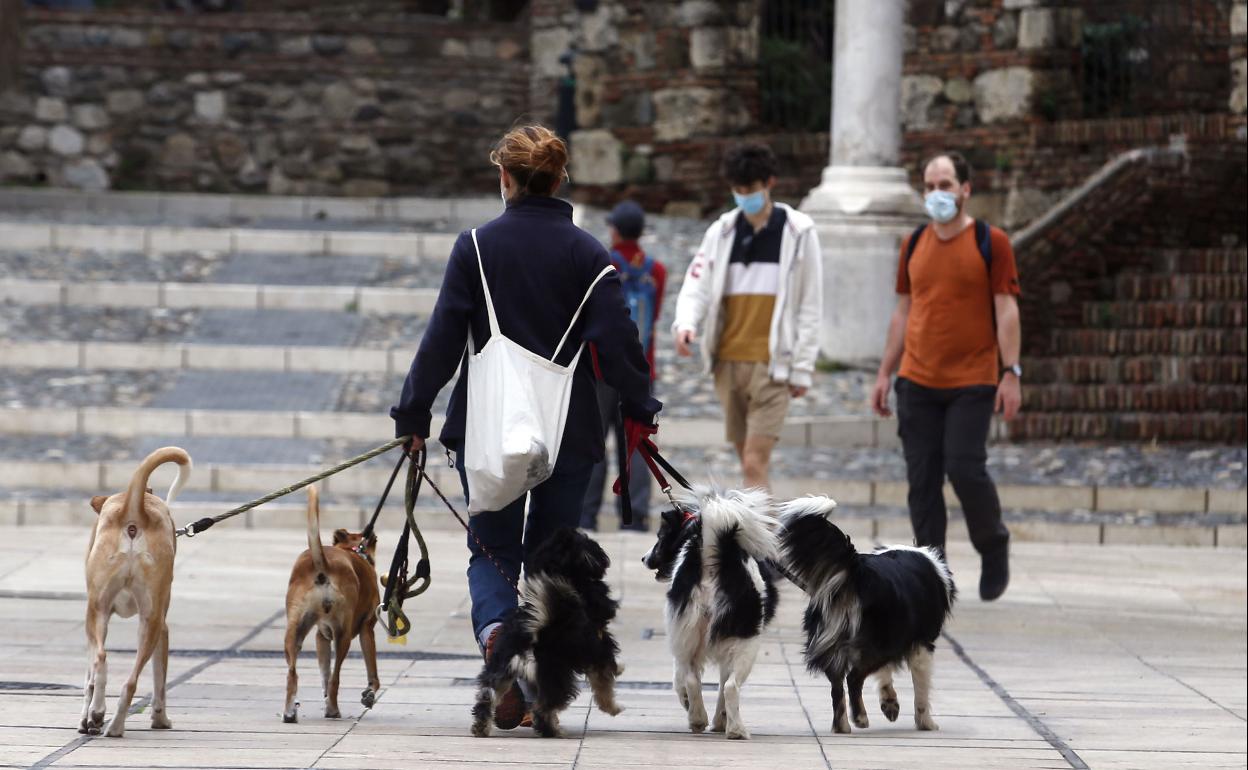 Una joven paseadora de perros en el Centro de Málaga. 