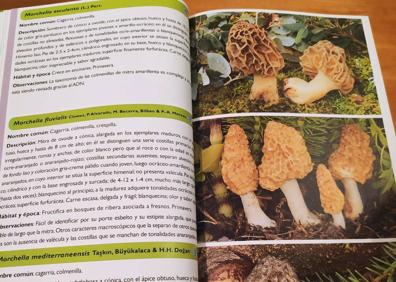 Imagen secundaria 1 - Morchella mediterraneensis, una de las cagarrias descritas.. Abajo, descripción de las setas en el libro y la obra.