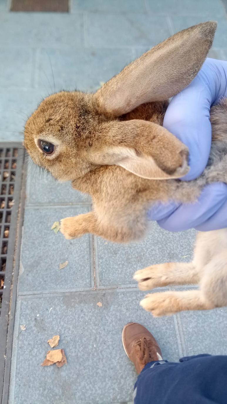 Fotos: El servicio de Sanidad Animal y Ambiental de Marbella ha rescatado este año a más de mil animales vivos