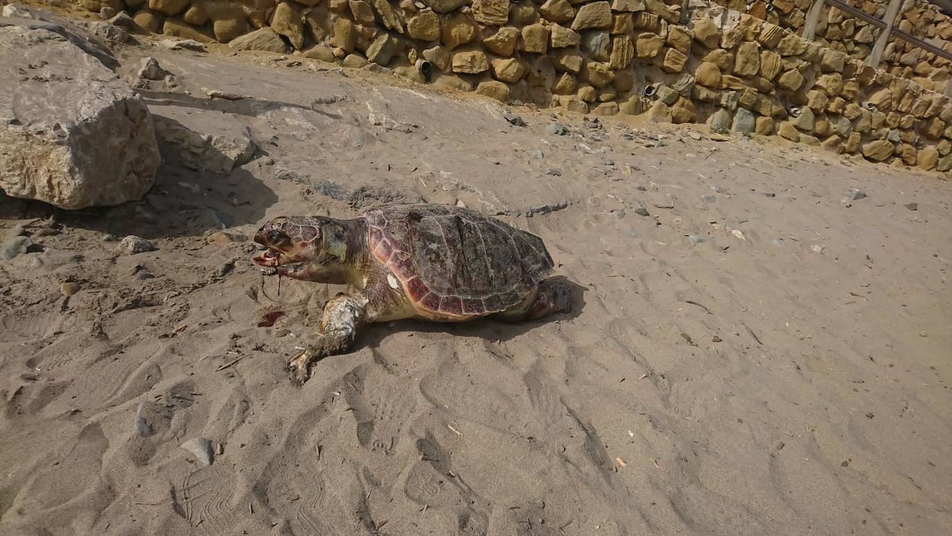 Fotos: El servicio de Sanidad Animal y Ambiental de Marbella ha rescatado este año a más de mil animales vivos