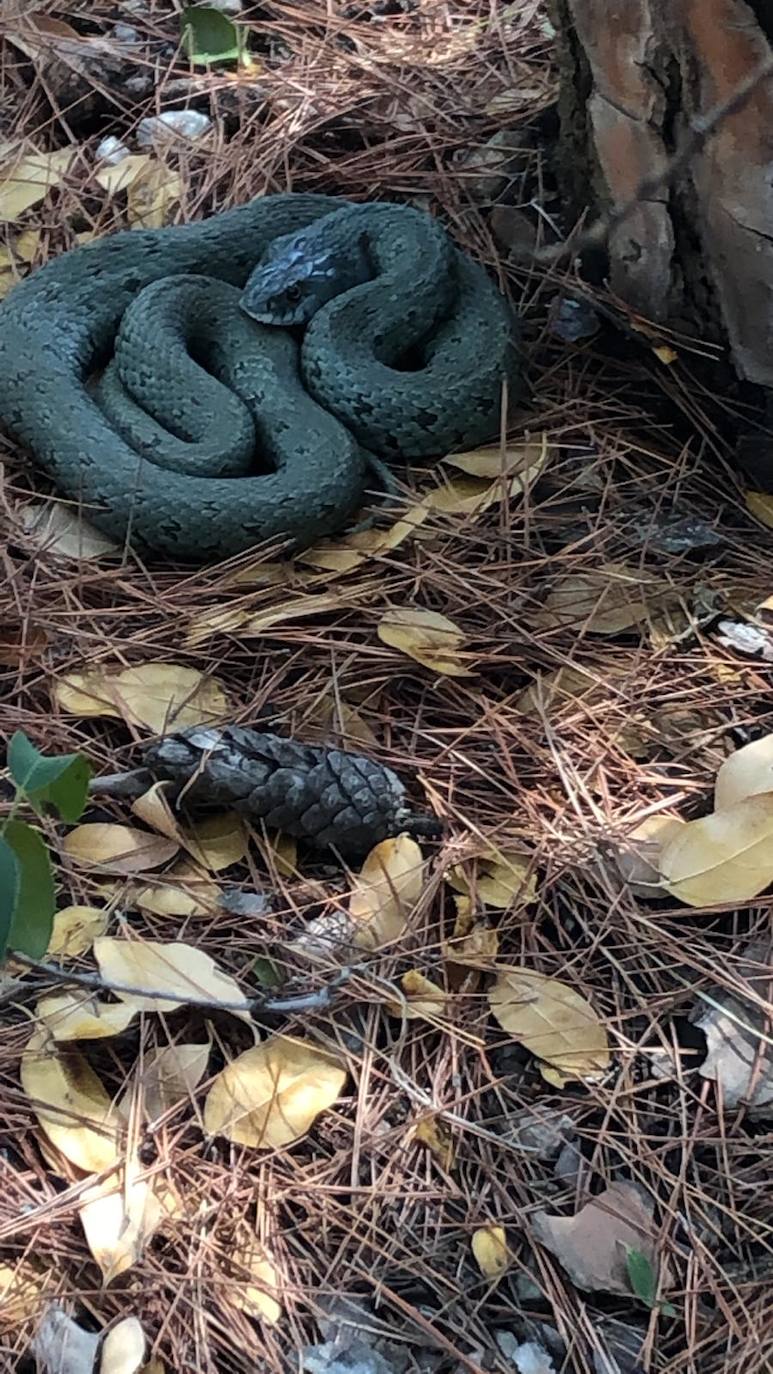 Fotos: El servicio de Sanidad Animal y Ambiental de Marbella ha rescatado este año a más de mil animales vivos