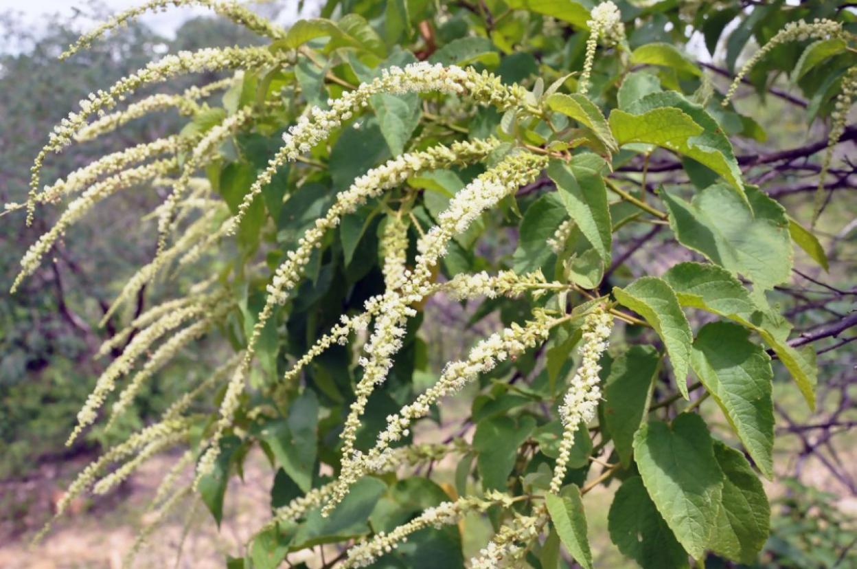 Un año de nuevas flores y un musgo