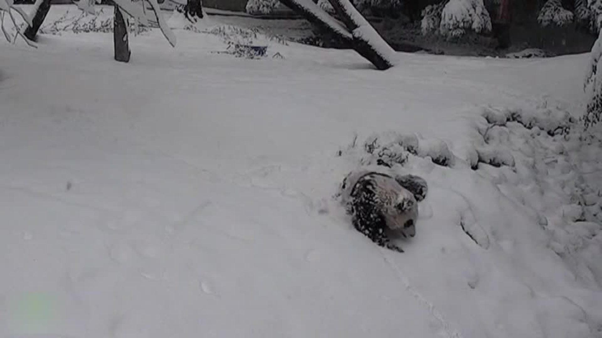 Un oso panda del zoo de Washington, feliz con la nieve