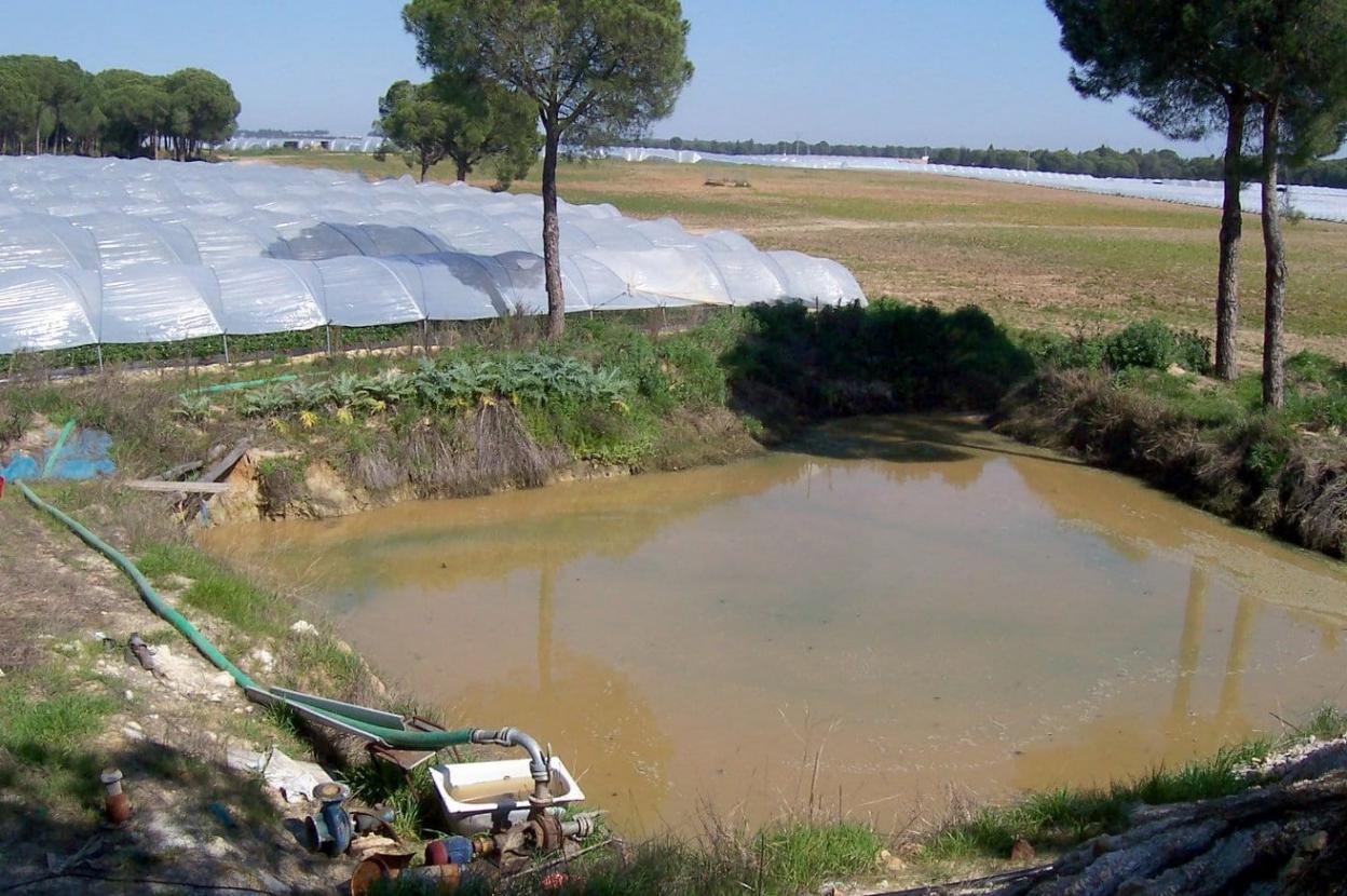 Extracción de agua para el suministro de una explotación de fresa en el entorno de Doñana. 
