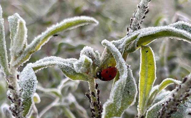 Casi 30 provincias, en riesgo por heladas nocturnas que pueden dejar temperaturas de hasta -8ºC este martes