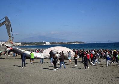 Imagen secundaria 1 - Aparece el cadáver de una ballena varada de más de catorce metros en Estepona