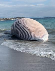 Imagen secundaria 2 - La ballena, transportada y en la playa. 