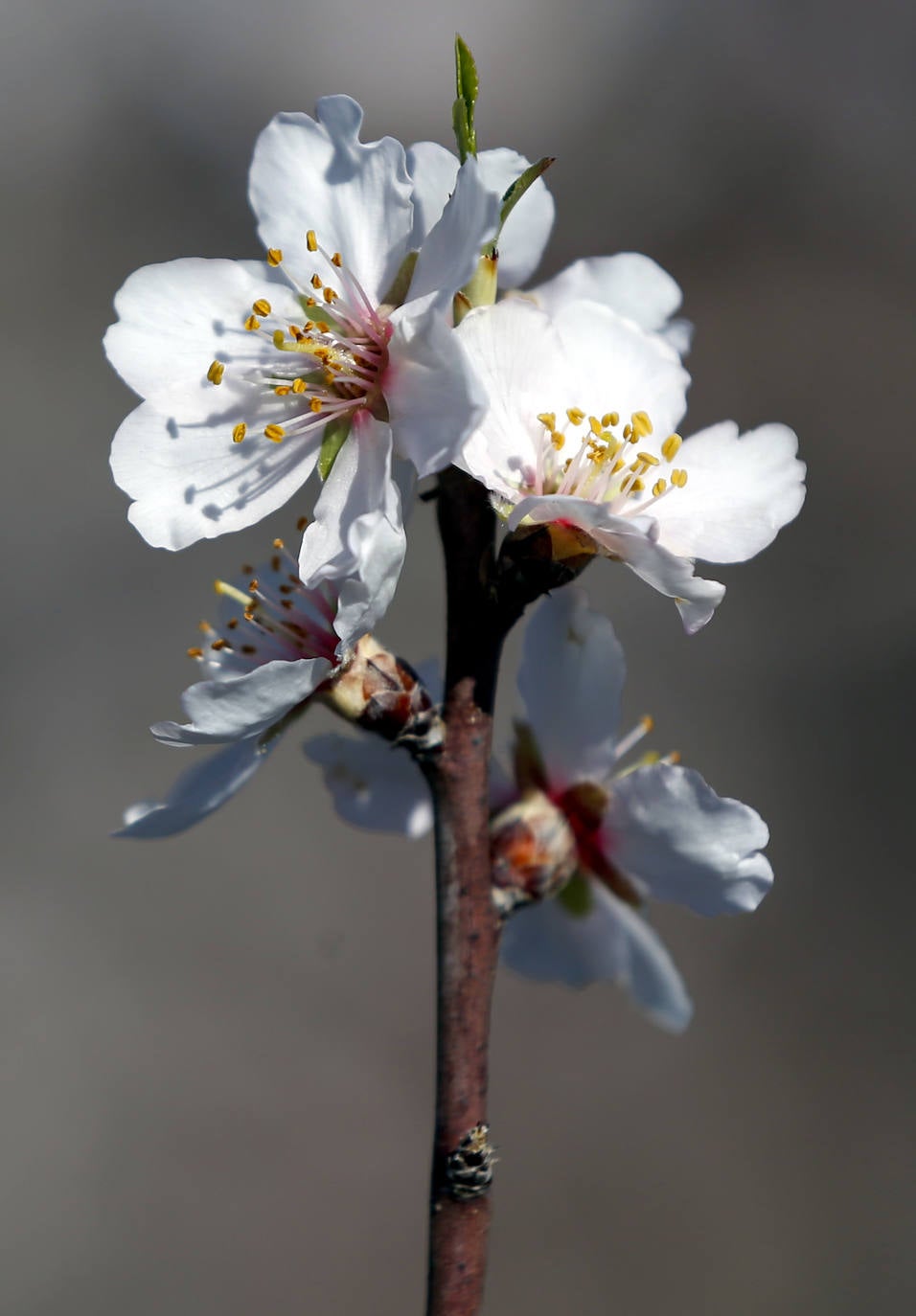 Cada año los almendros en Málaga florecen antes 