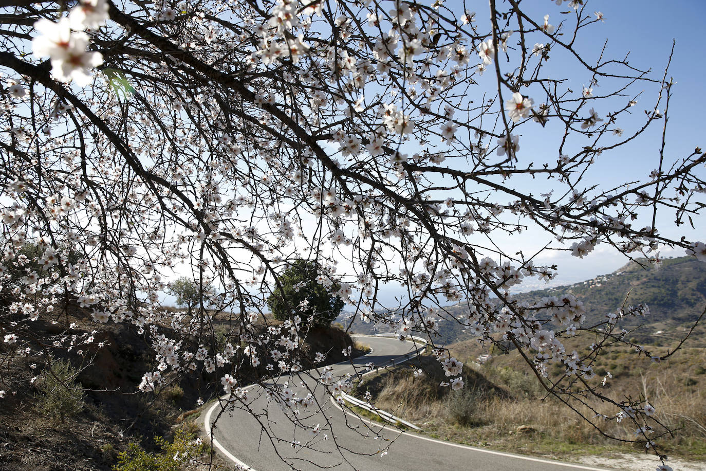 Cada año los almendros en Málaga florecen antes 