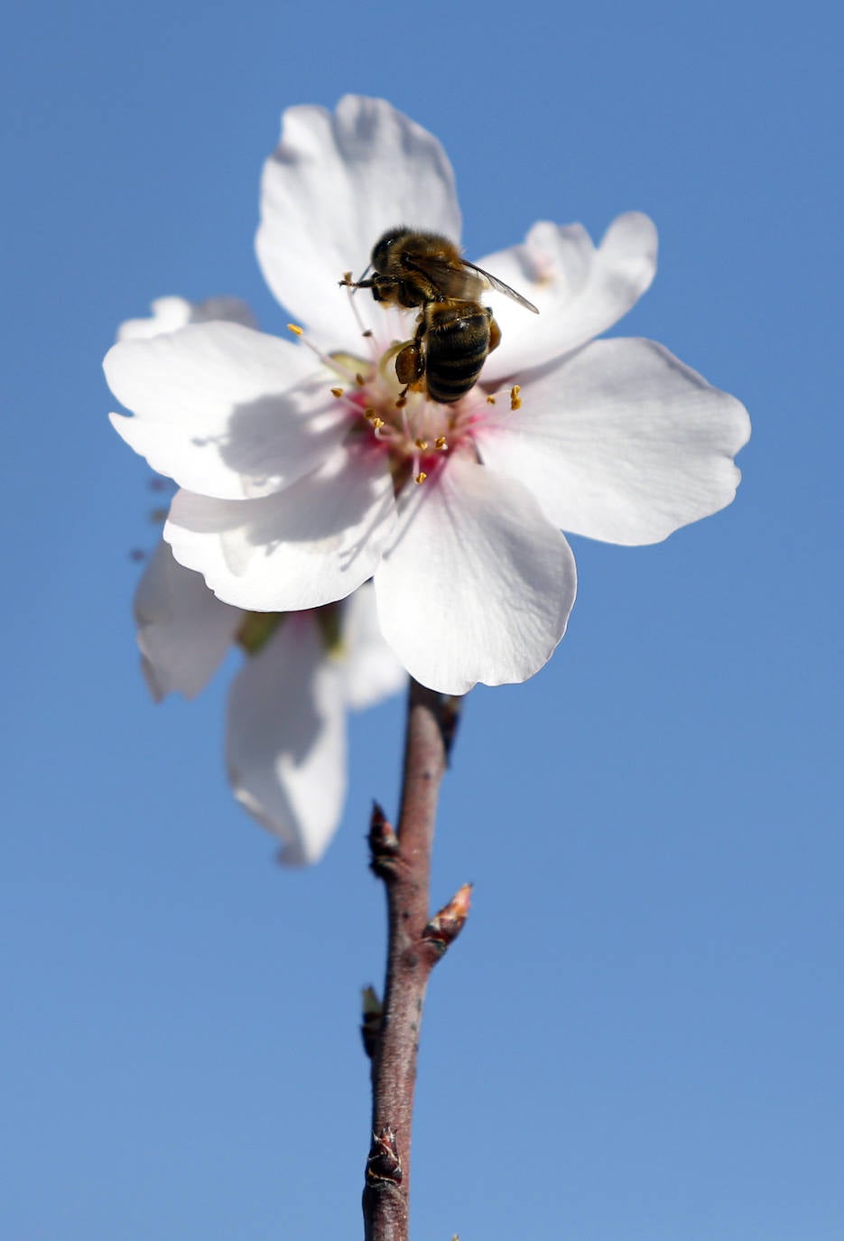 Cada año los almendros en Málaga florecen antes 