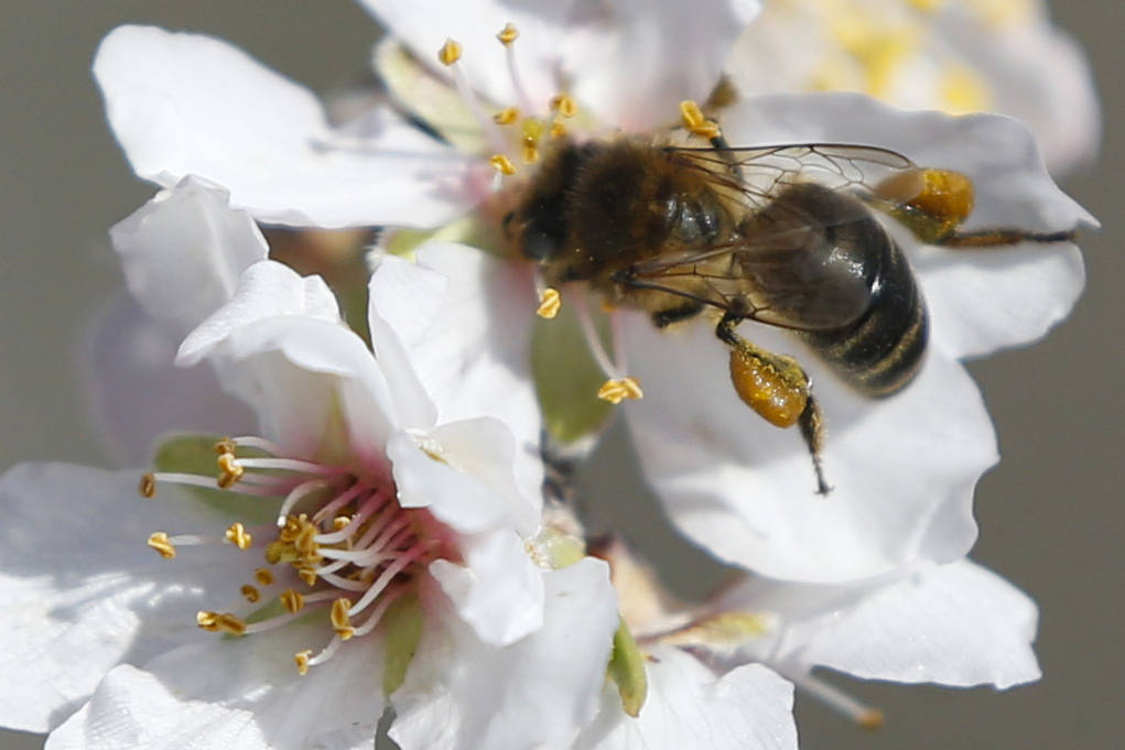 Cada año los almendros en Málaga florecen antes 