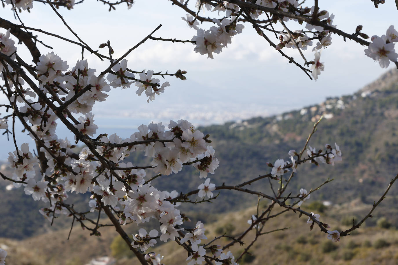 Cada año los almendros en Málaga florecen antes 