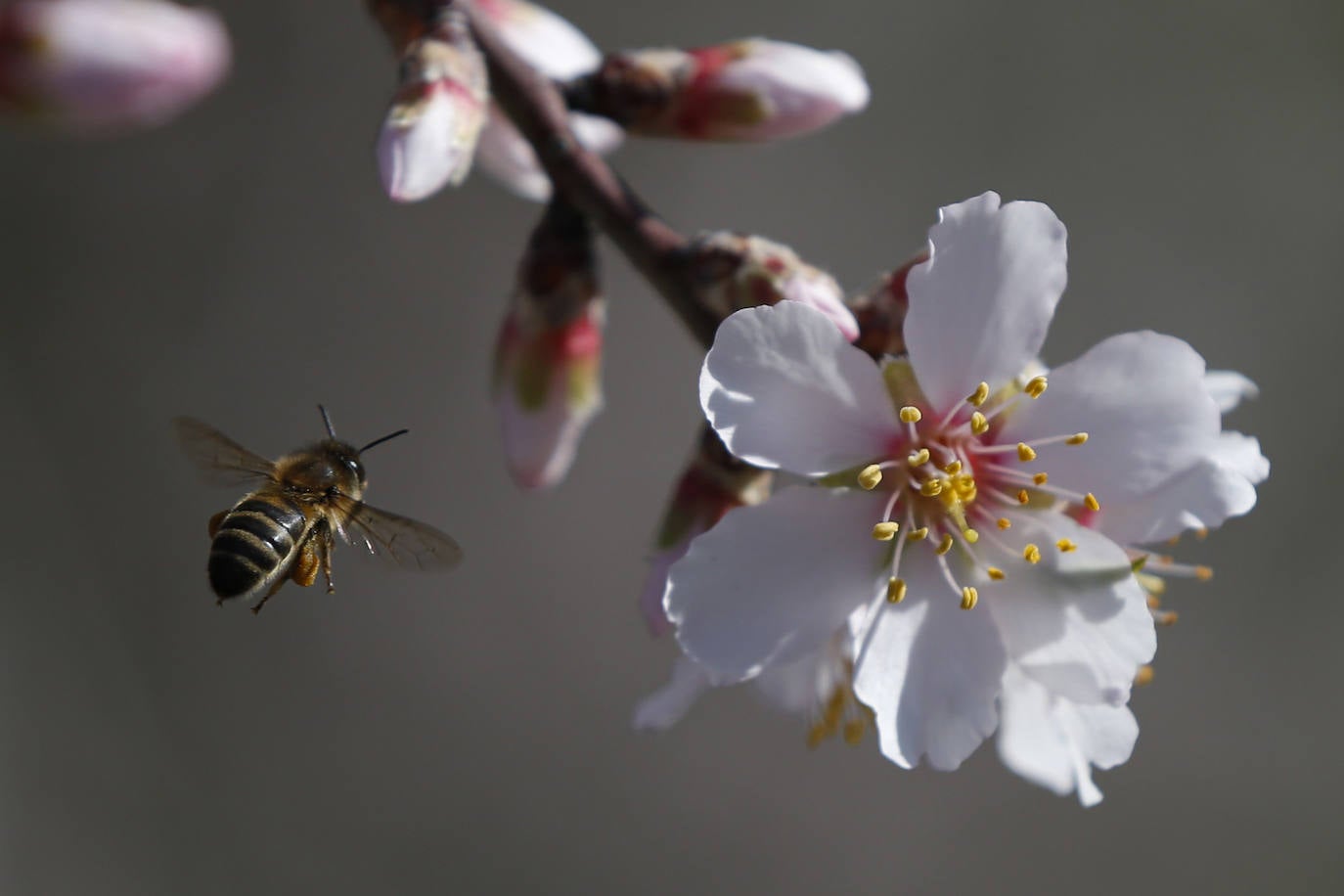 Cada año los almendros en Málaga florecen antes 