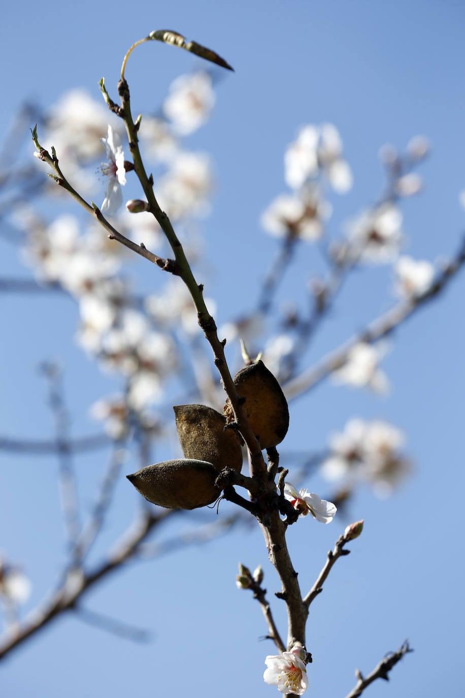 Cada año los almendros en Málaga florecen antes 