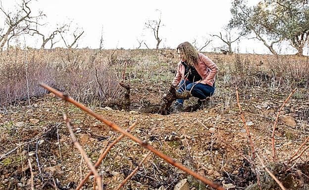 Imagen principal - El milagro del suelo y la altitud Suelos muy minerales, pobres, y altitudes superiores a 1.000 metros logran mostos frescos y complejos y vinos tranquilos de gran calidad 