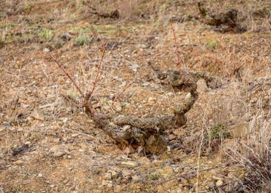 Imagen secundaria 1 - El milagro del suelo y la altitud Suelos muy minerales, pobres, y altitudes superiores a 1.000 metros logran mostos frescos y complejos y vinos tranquilos de gran calidad 