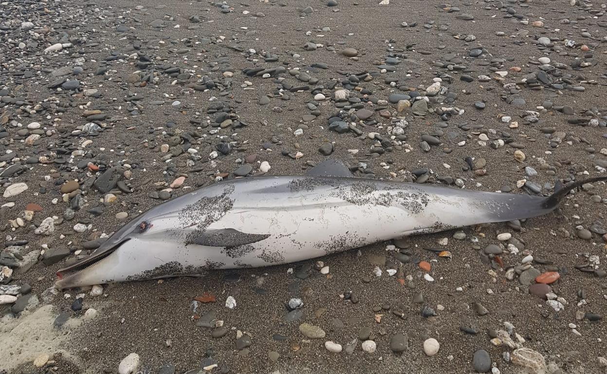 Delfín listado que ha aparecido hoy en la playa de La Araña. 