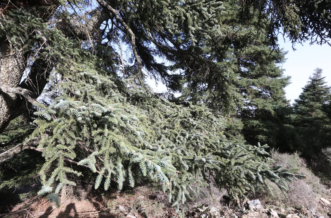 Pedro Sánchez recalcó que la consideración de Parque Nacional es «una fuente de oportunidades» para el desarrollo de la Sierra de las Nieves 