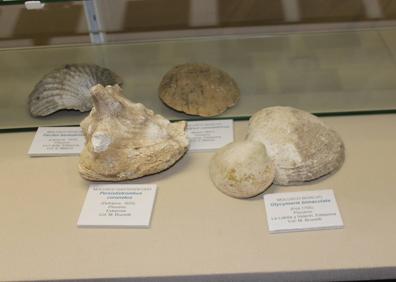Imagen secundaria 1 - El Museo Paleontológico de Estepona suma una nueva colección de fósiles de hace 1,8 millones de años