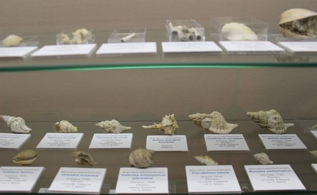 Imagen principal - El Museo Paleontológico de Estepona suma una nueva colección de fósiles de hace 1,8 millones de años