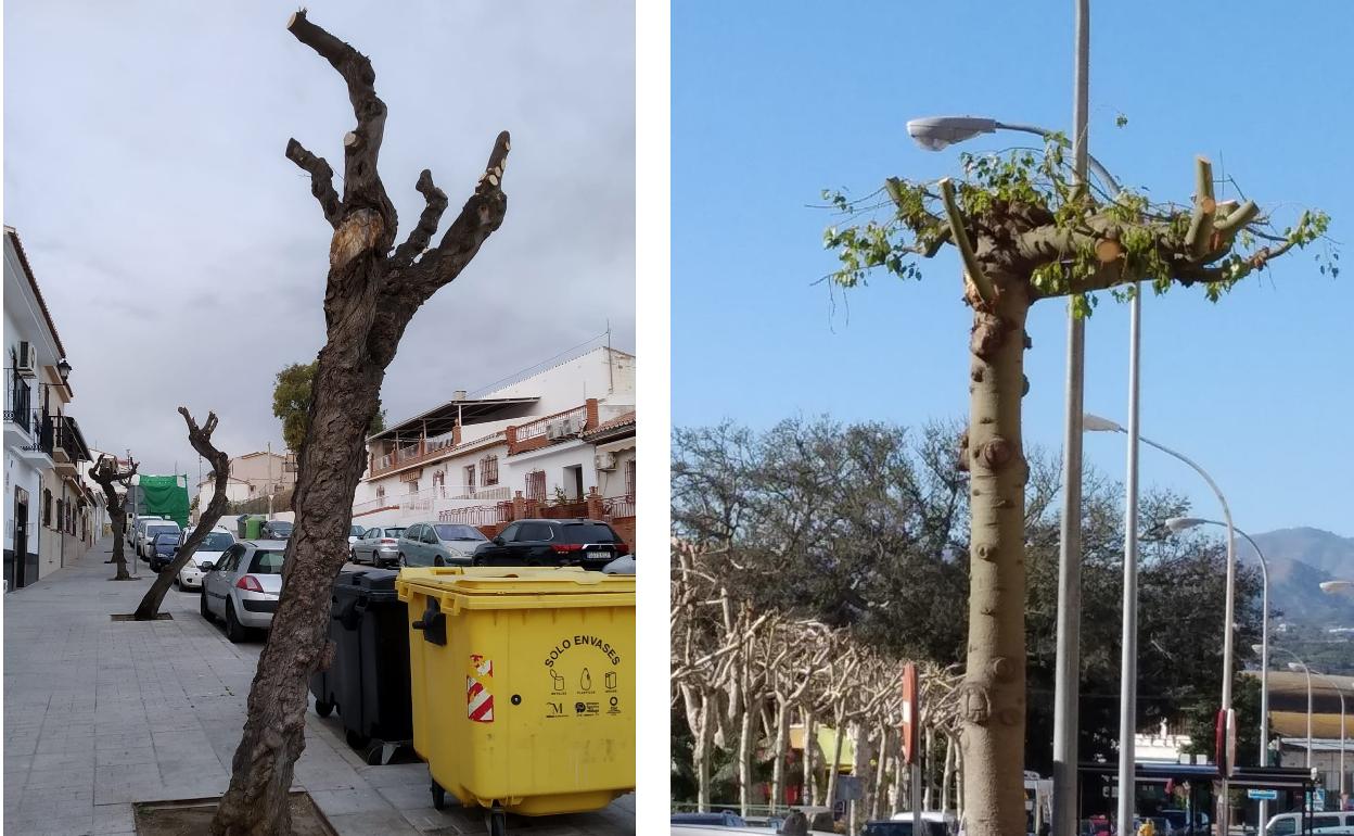 Ecologistas denuncian «podas abusivas» del arbolado urbano en Vélez-Málaga