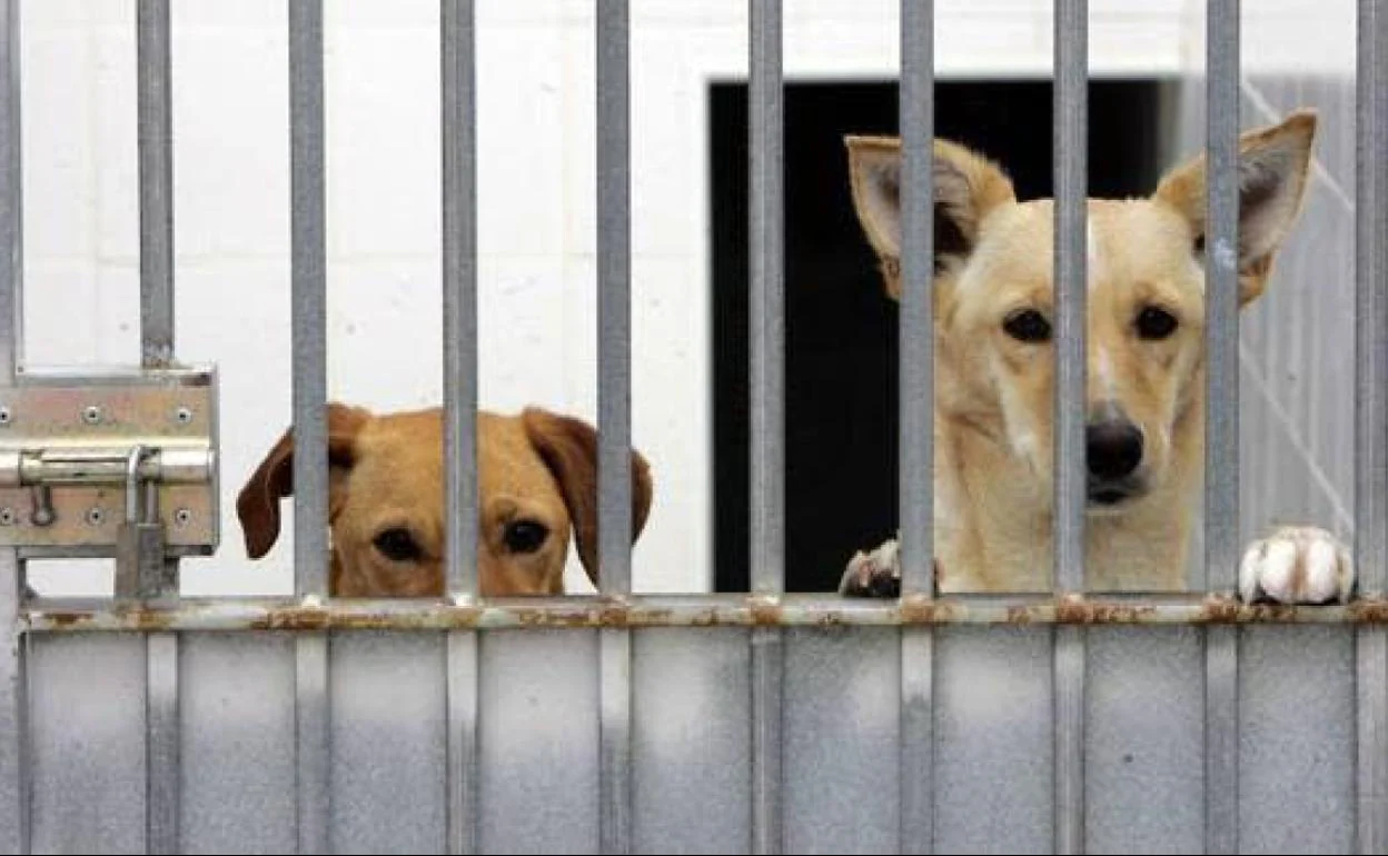 El abandono de perros en el Centro Zoosanitario ha caído de forma drástica en una década. 