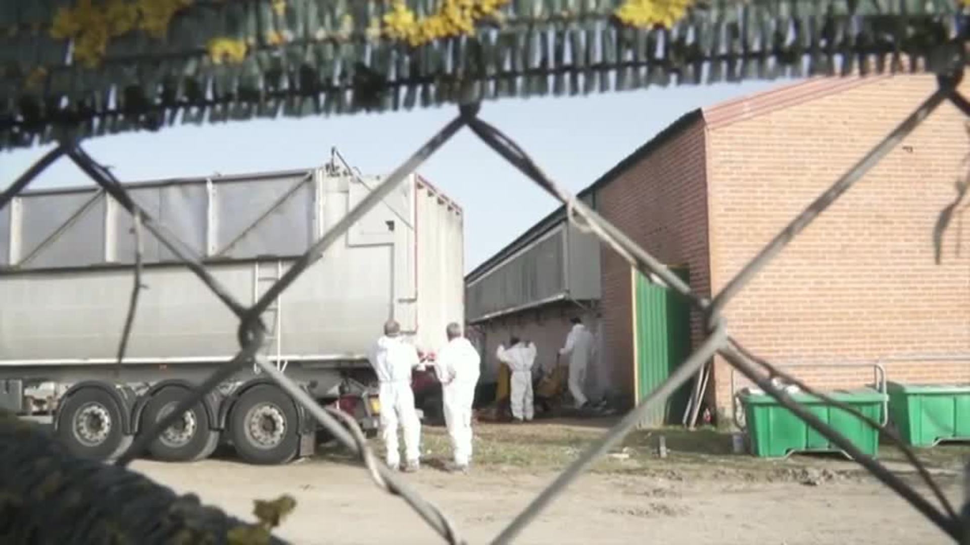 Sacrifican a más de 130.000 gallinas tras un brote de gripe aviar en una macrogranja de Valladolid