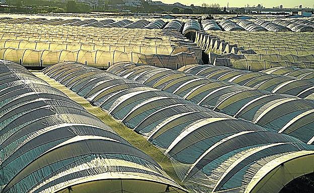 Invernaderos de frutos rojos se suceden a las afueras de Moguer, uno de los cinco pueblos del Condado. 