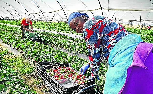 Trabajadores inmigrantes se afanan en la recogida de la fresa en un invernadero de Lucena del Puerto. 